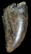 Serrated, Tyrannosaur Tooth - Judith River Formation #63119-1